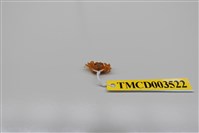 藏品(衛氏毛帶蟹)的圖片